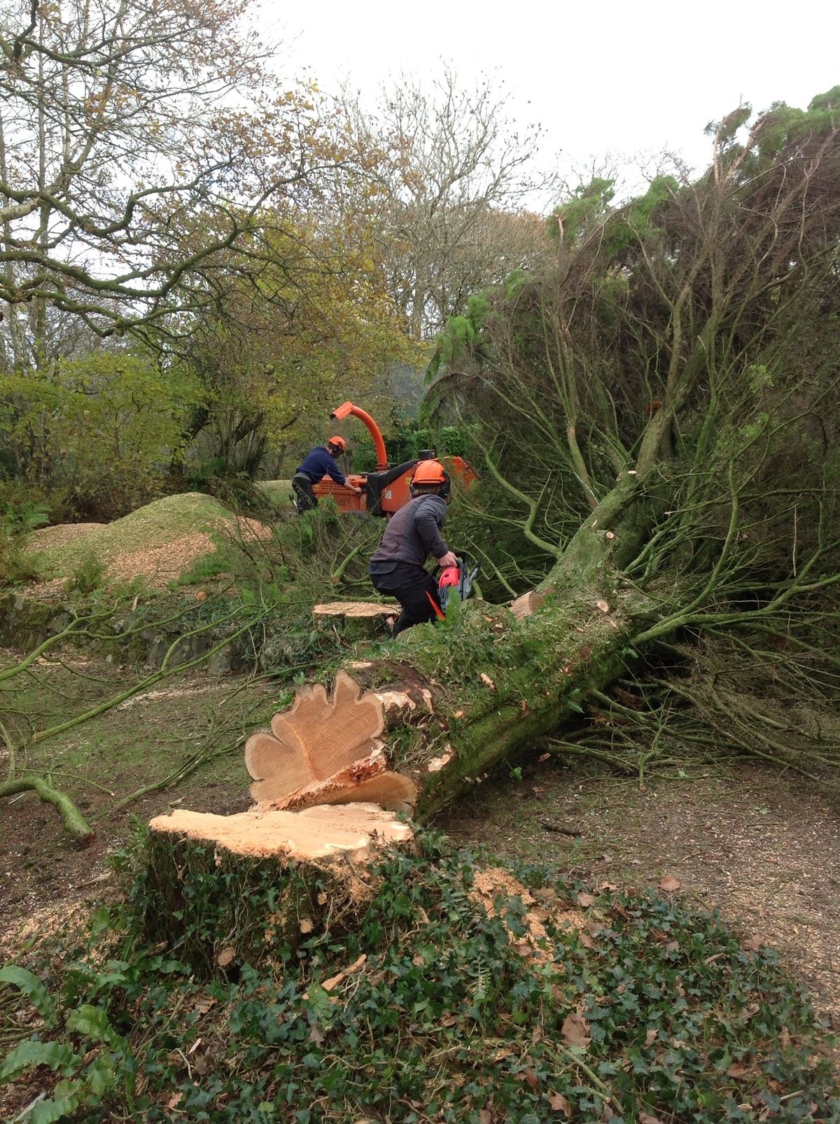 Travaux divers élagage d'arbre Élagage arbre par EC rénovation